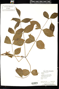 Fraxinus americana image