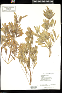 Fraxinus americana image