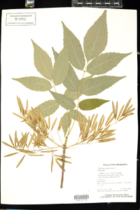 Fraxinus americana image