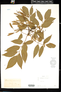 Fraxinus americana image