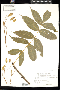 Fraxinus nigra image