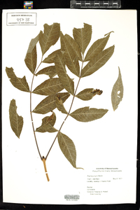 Fraxinus nigra image