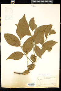 Fraxinus pennsylvanica image