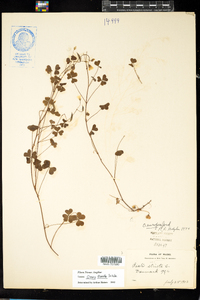 Oxalis dillenii image