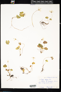 Oxalis montana image