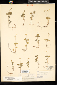 Oxalis stricta image