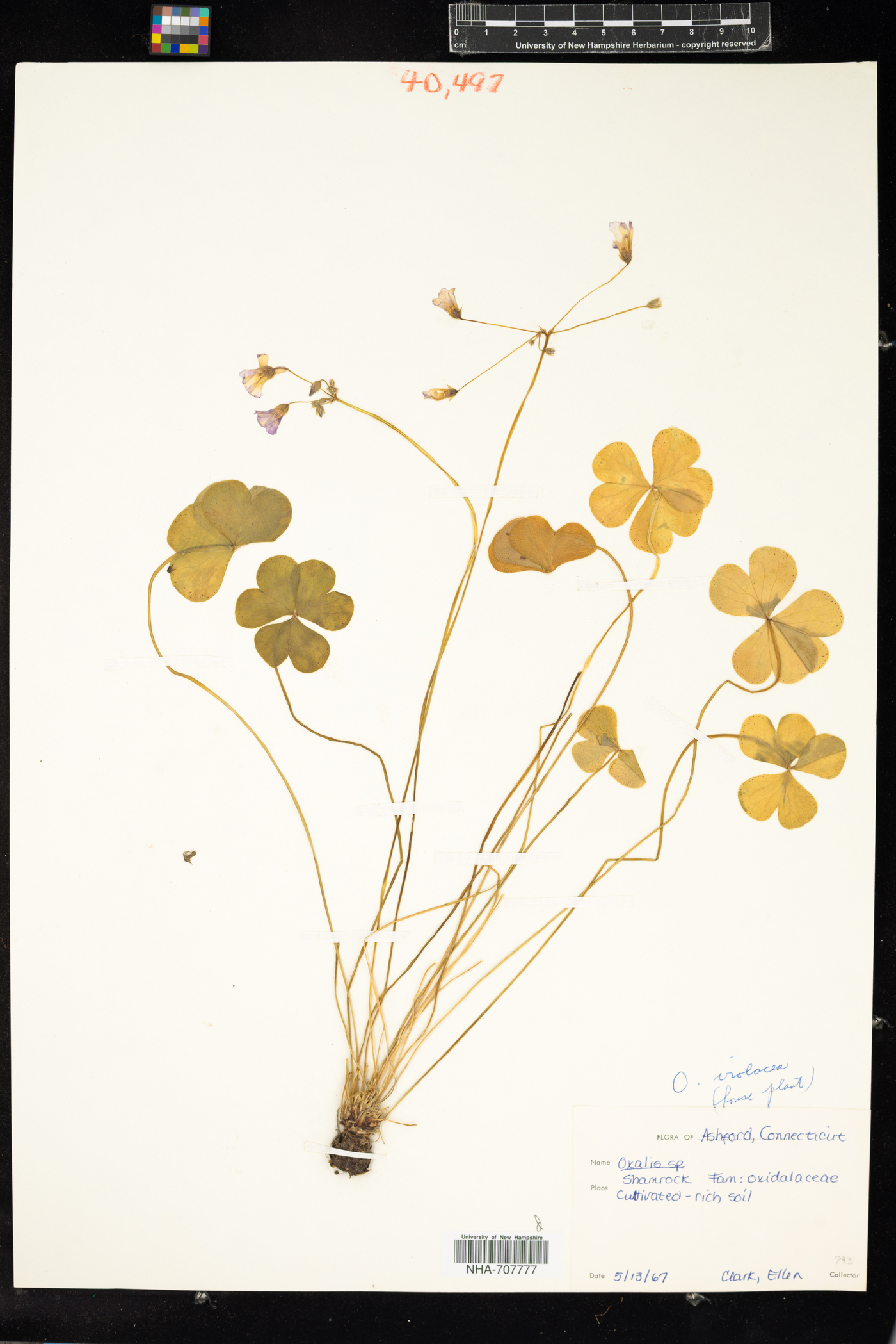 Oxalis violacea image