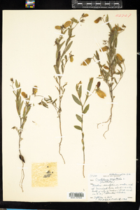 Crotalaria sagittalis image