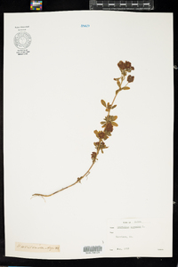 Trifolium aureum image