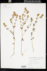 Trifolium arvense image