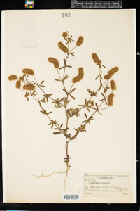 Trifolium arvense image