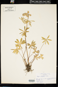 Lupinus polyphyllus image