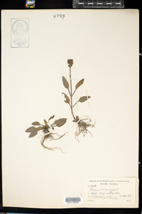 Prunella vulgaris image