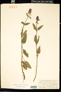 Prunella vulgaris image