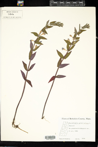 Scutellaria galericulata image