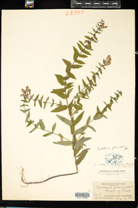 Scutellaria galericulata image