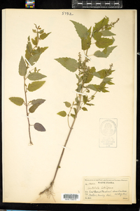 Scutellaria lateriflora image