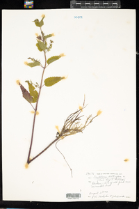 Scutellaria lateriflora image