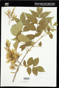 Fraxinus nigra image