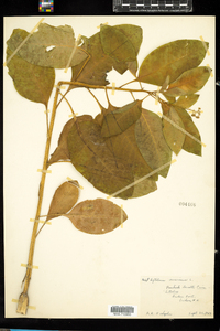 Phytolacca americana image