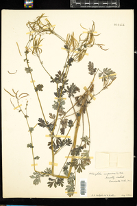 Corydalis sempervirens image