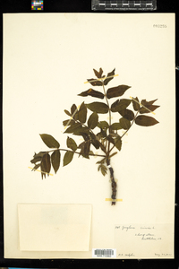 Juglans cinerea image