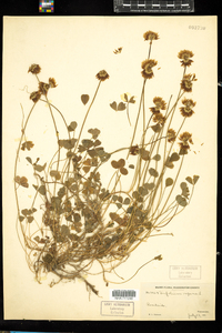 Trifolium repens image