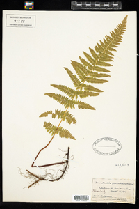Dennstaedtia punctilobula image