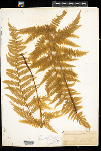 Dennstaedtia punctilobula image