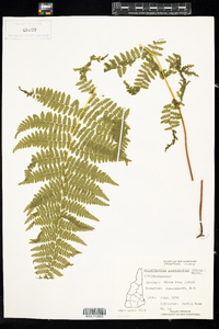 Dennstaedtia punctilobula image