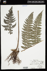 Image of Dennstaedtia obtusifolia