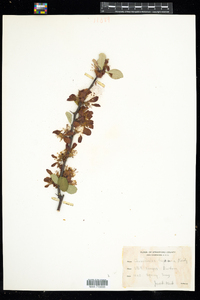 Chaenomeles speciosa image