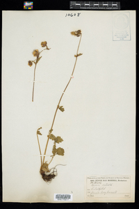 Geum rivale image