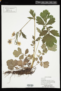 Geum rivale image