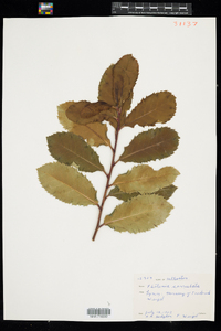 Image of Photinia serratifolia