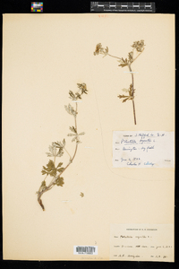 Potentilla argentea image