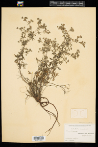 Potentilla argentea image