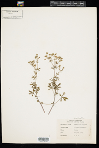 Potentilla argentea image