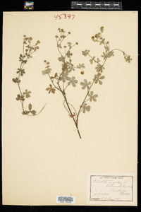 Potentilla argentea image