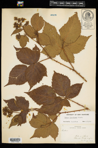 Rubus pensilvanicus image