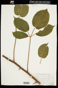 Rubus pensilvanicus image