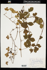 Rubus hispidus image