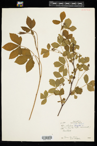 Rubus hispidus image