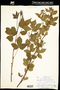 Rubus setosus image