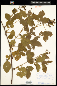 Rubus setosus image