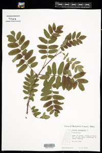 Sorbus aucuparia image