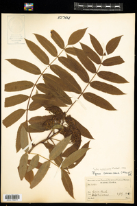 Sorbus americana image