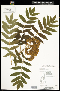 Sorbus americana image