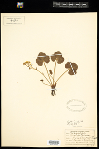 Waldsteinia fragarioides image