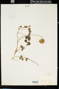 Trifolium repens image